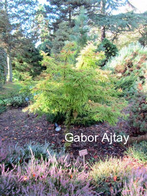 Taxodium distichum 'Schloss Herten'