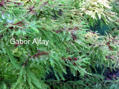 Taxodium distichum 'Schloss Herten'