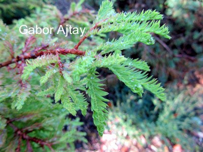 Taxodium distichum 'Schloss Herten'