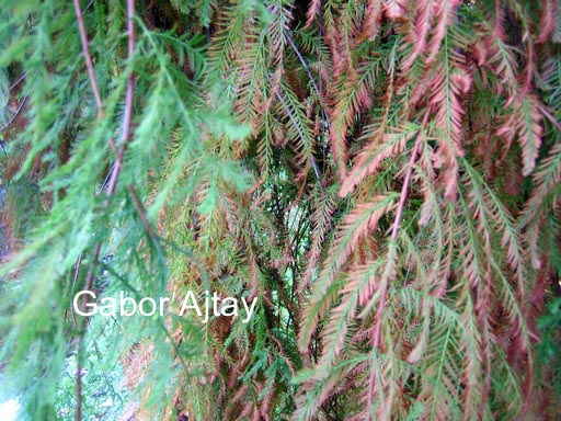 Taxodium distichum 'Pendulum Novum'