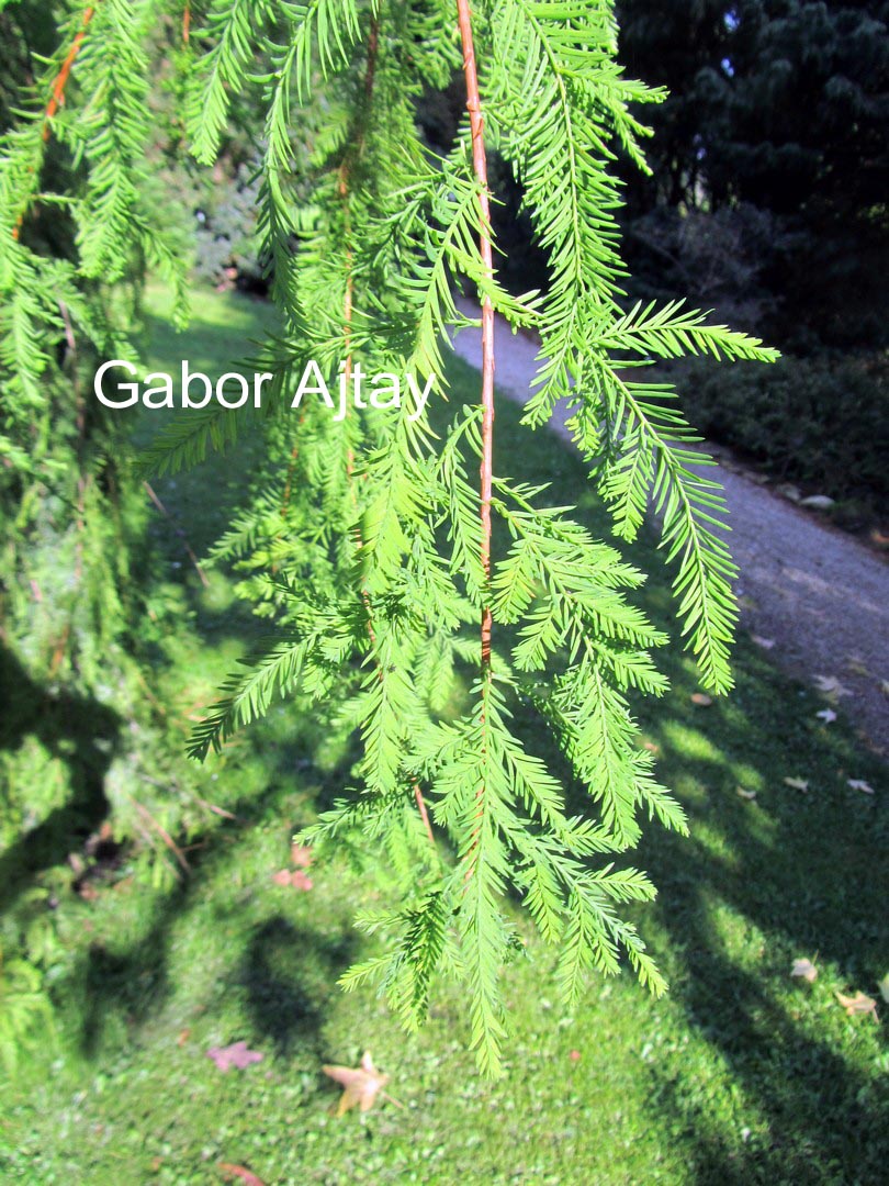 Taxodium distichum 'Pendulum Novum'