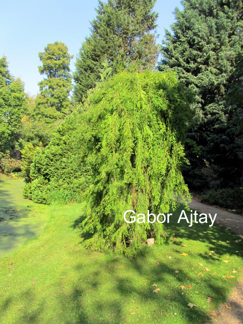 Taxodium distichum 'Pendulum Novum'