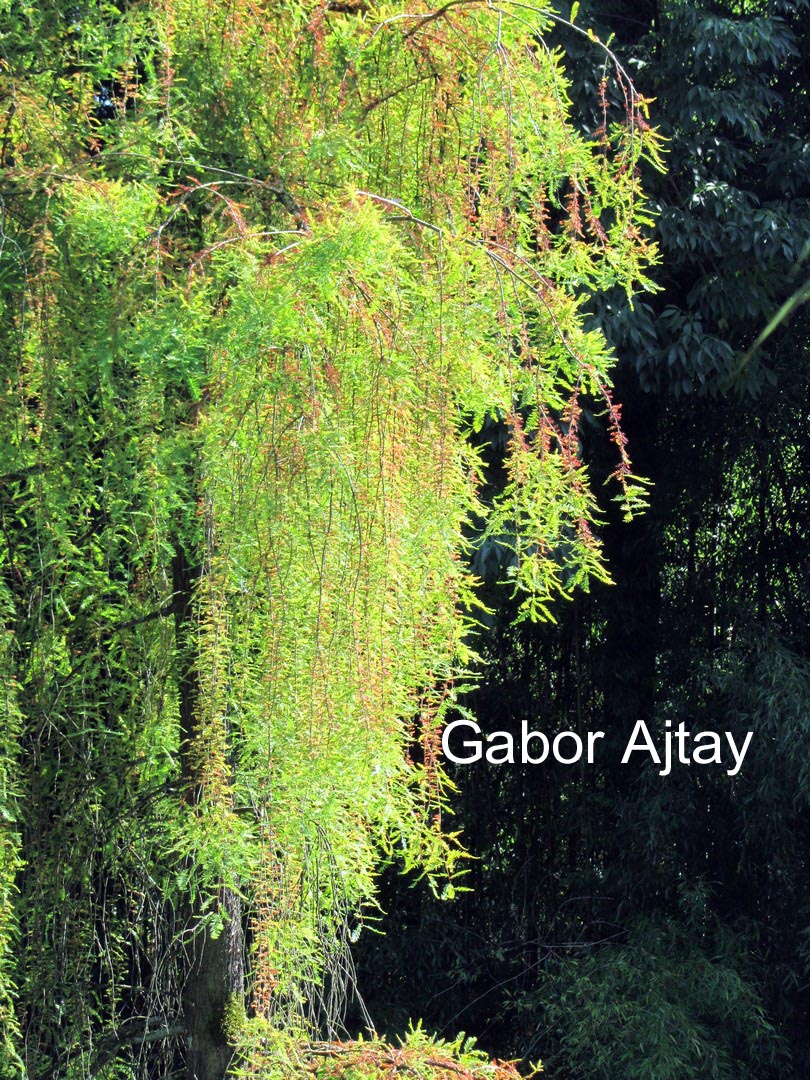 Taxodium distichum 'Pendulum Novum'