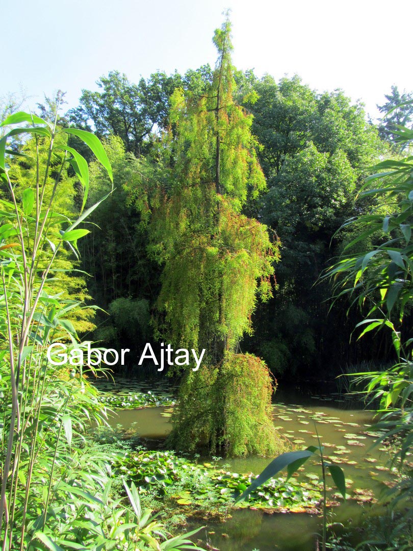 Taxodium distichum 'Pendulum Novum'