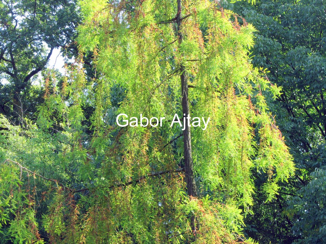 Taxodium distichum 'Pendulum Novum'