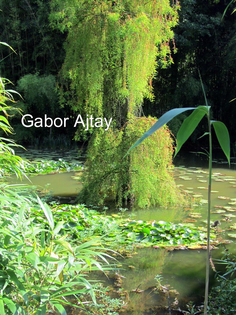 Taxodium distichum 'Pendulum Novum'