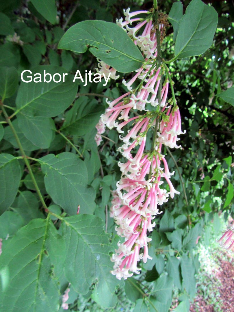 Syringa swegiflexa