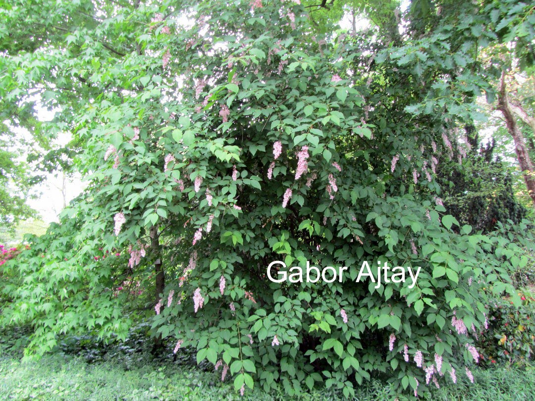 Syringa swegiflexa