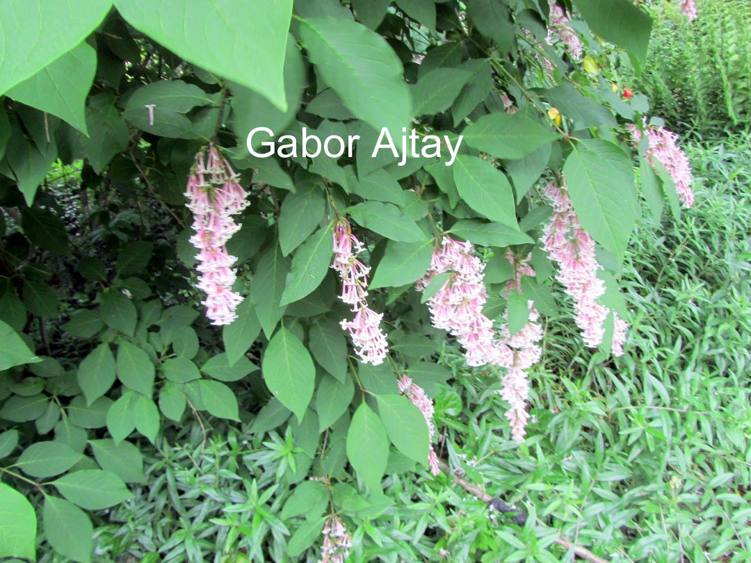 Syringa swegiflexa