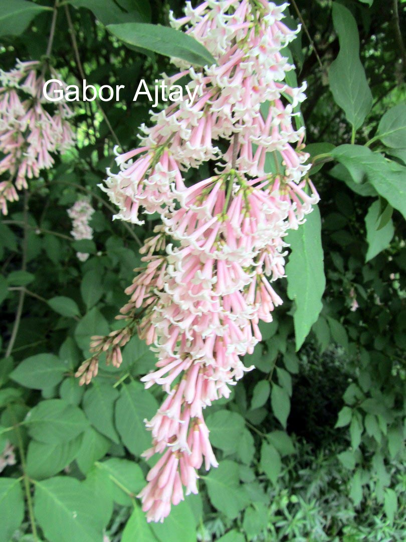 Syringa swegiflexa