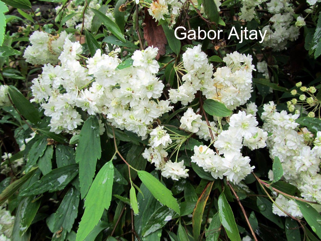 Spiraea prunifolia 'Plena'