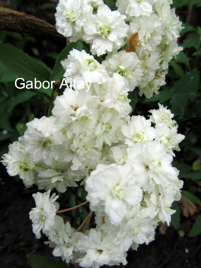 Spiraea prunifolia 'Plena'
