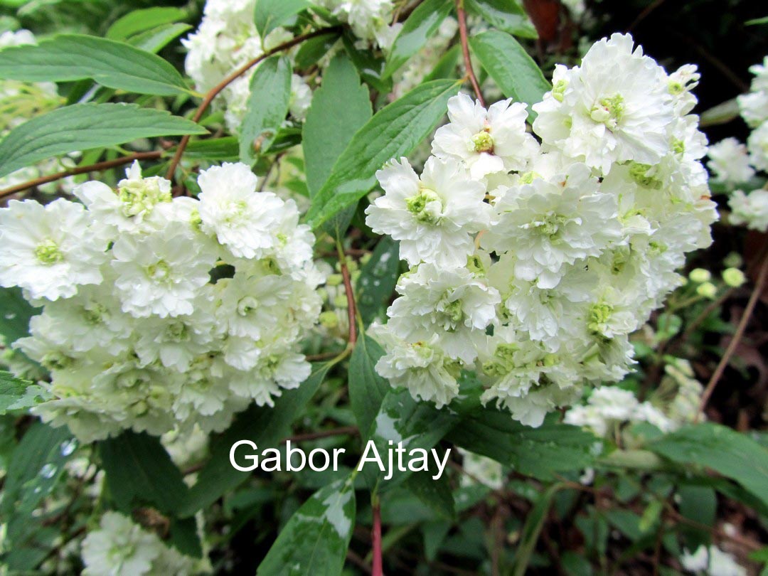 Spiraea prunifolia 'Plena'