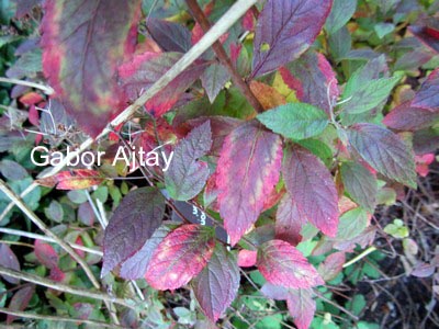 Spiraea japonica 'Manon'