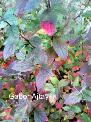 Spiraea japonica 'Manon'