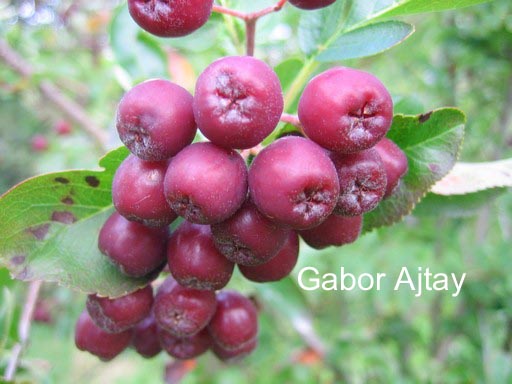 Sorbus 'Likjornaja'