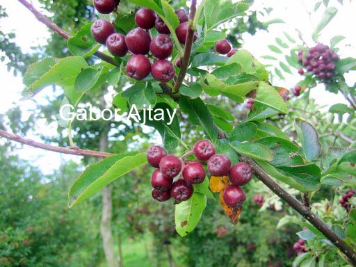 Sorbus 'Likjornaja'