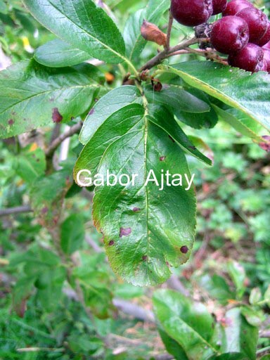 Sorbus 'Likjornaja'
