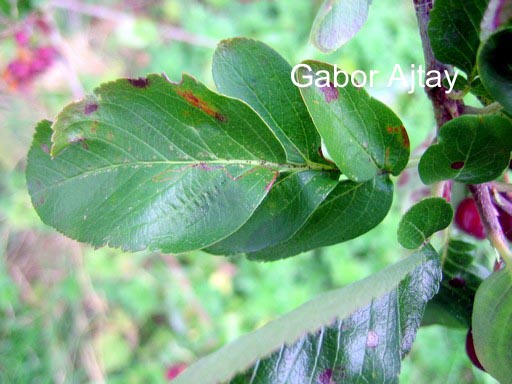 Sorbus 'Likjornaja'