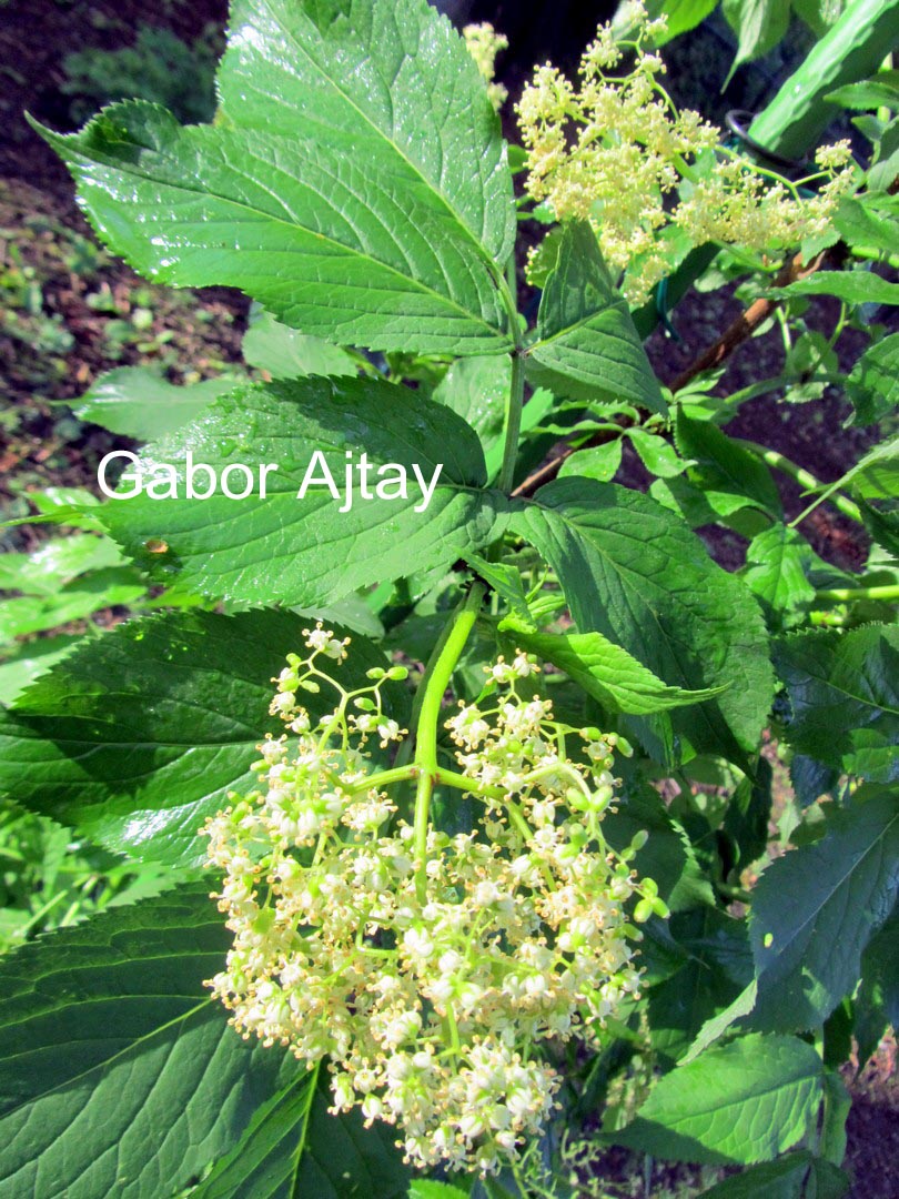 Sambucus sieboldiana