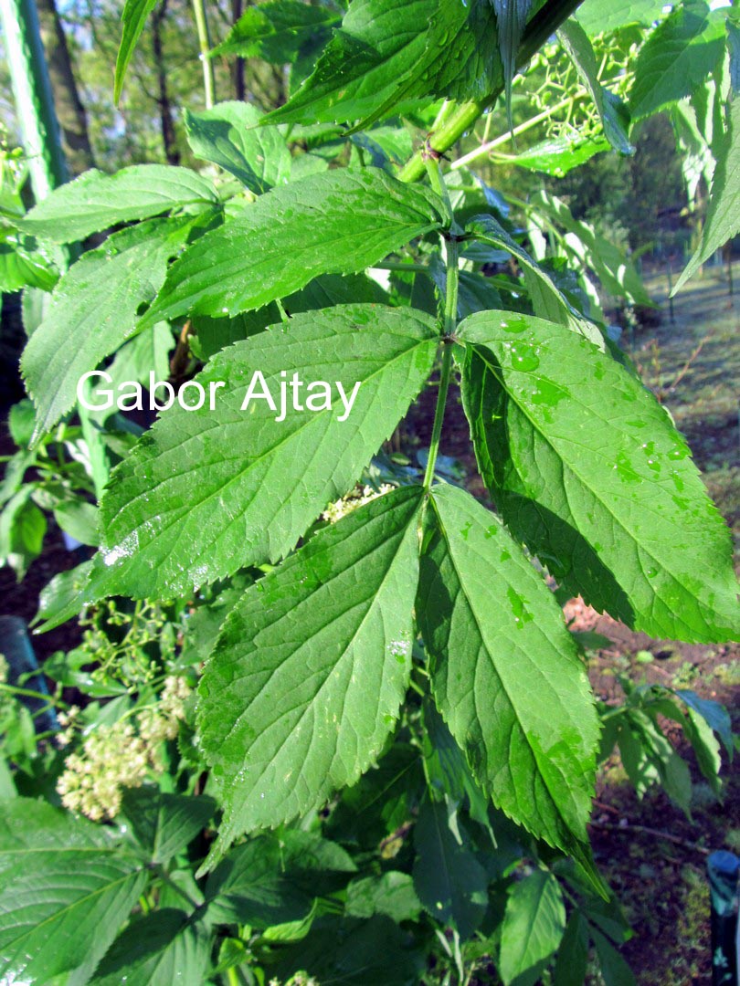 Sambucus sieboldiana