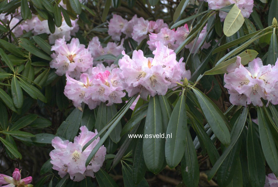 Rhododendron sutchuenense