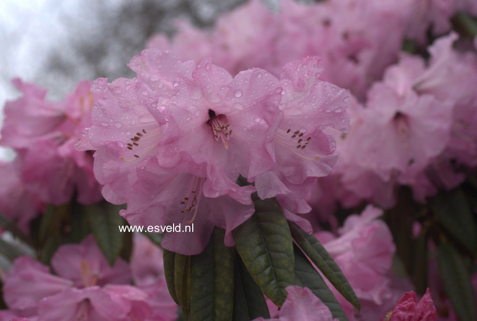 Rhododendron lukiangense