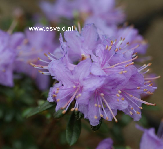 Rhododendron nivale boreale