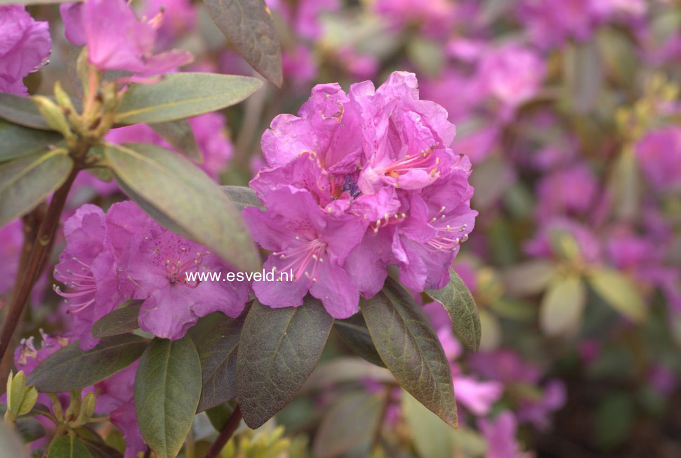 Rhododendron 'P.J. Mezitt'