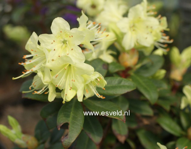 Rhododendron 'Princess Anne'