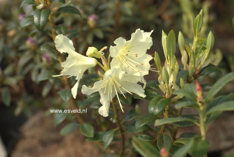 Rhododendron ambiguum 'Wongii'