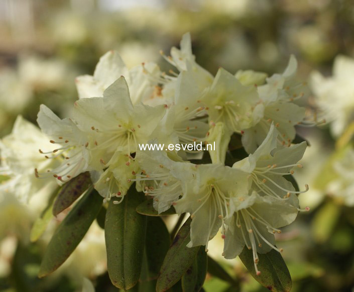 Plantentuin Esveld