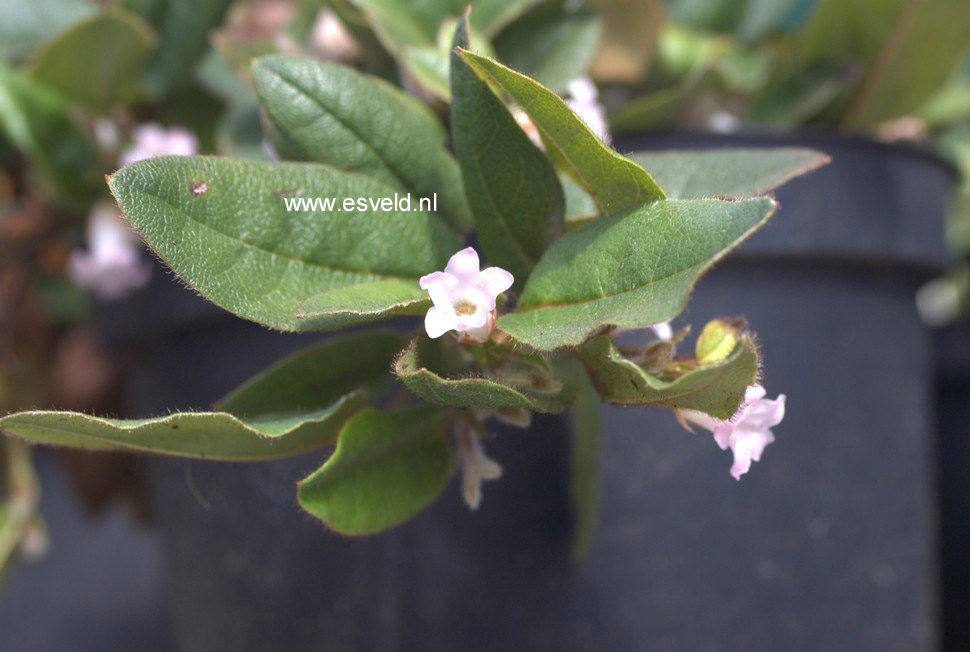 Epigaea repens