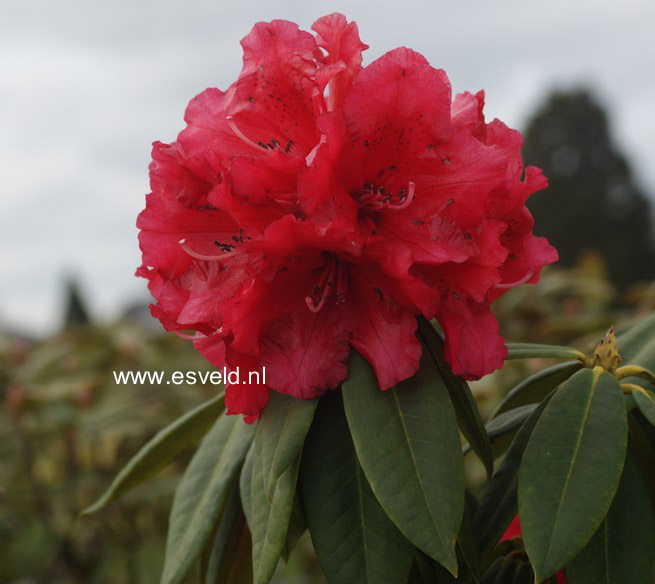 Rhododendron 'Grand Slam'