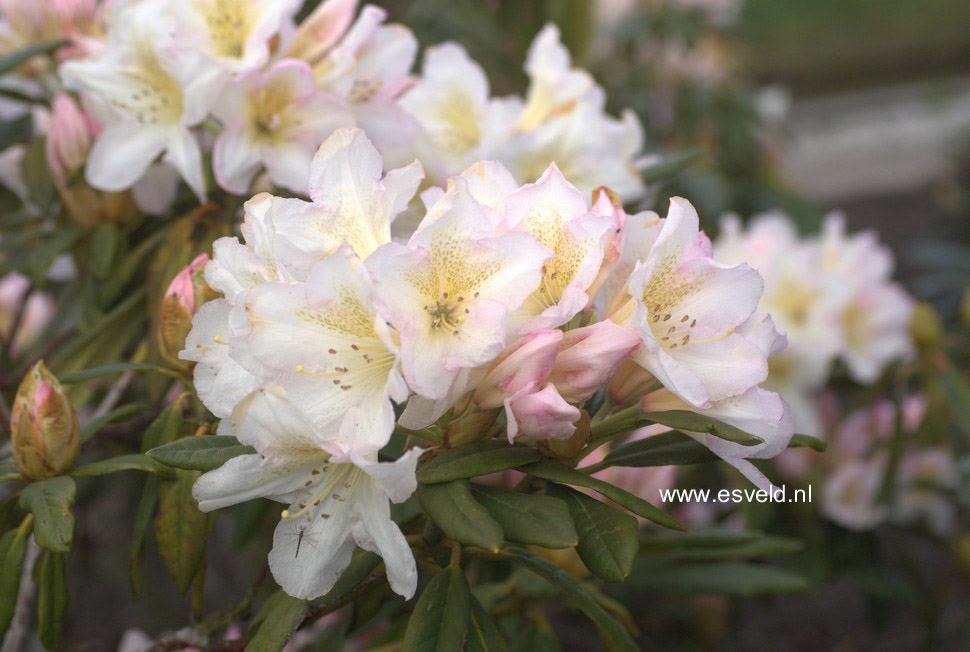 Rhododendron 'Silver Sixpence'