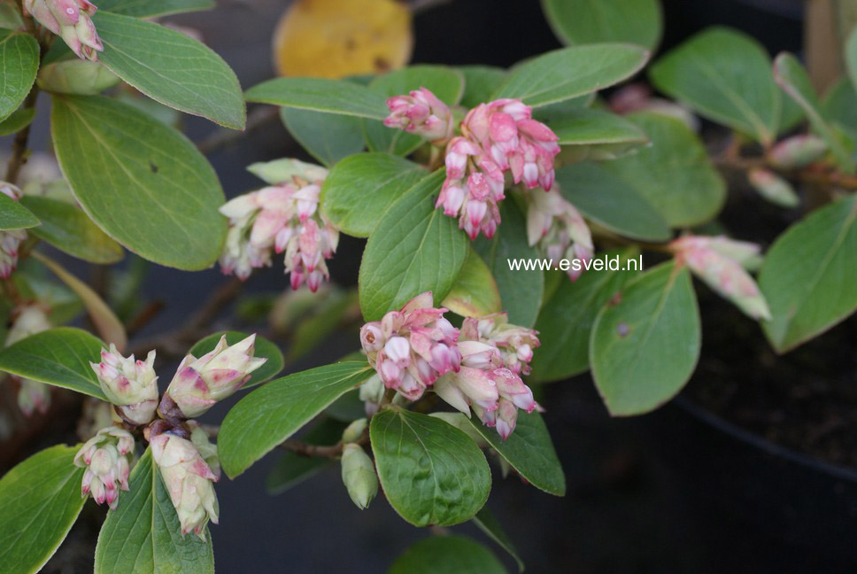 Vaccinium glauco-album