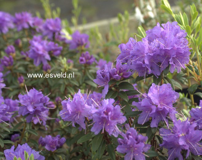 Rhododendron 'Luisella'