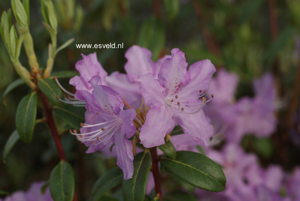 Rhododendron 'Lavendula'