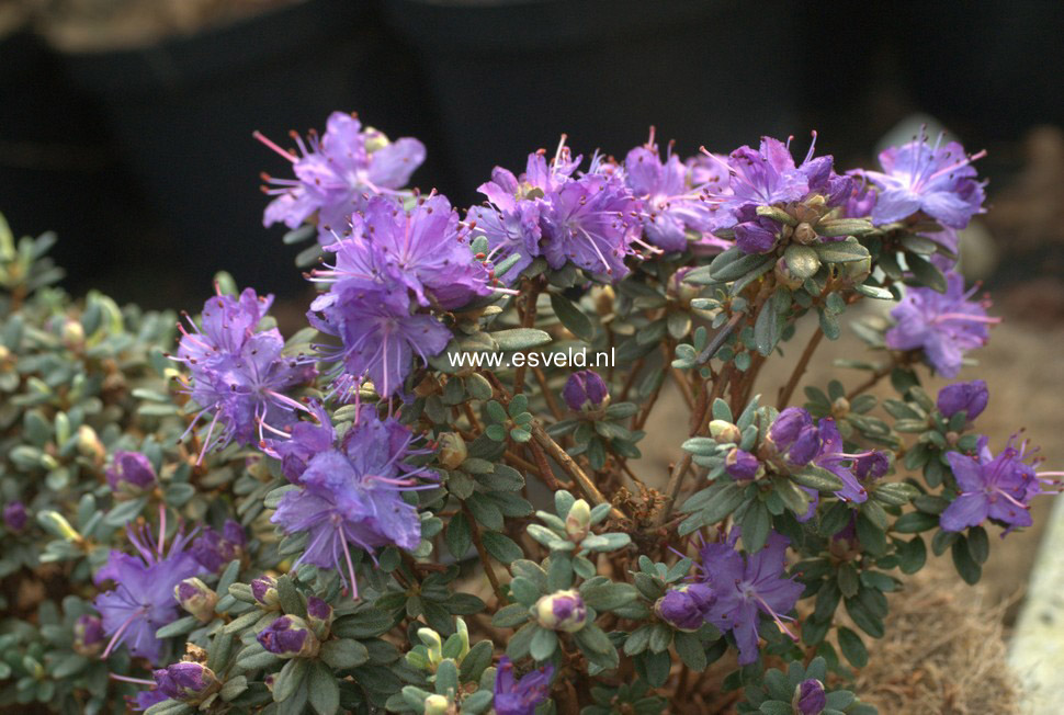 Rhododendron fastigiatum