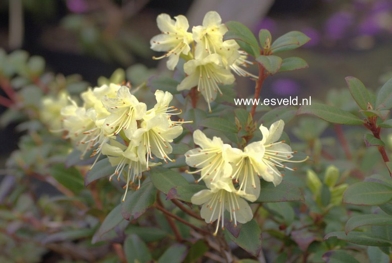 Rhododendron 'Princess Anne'