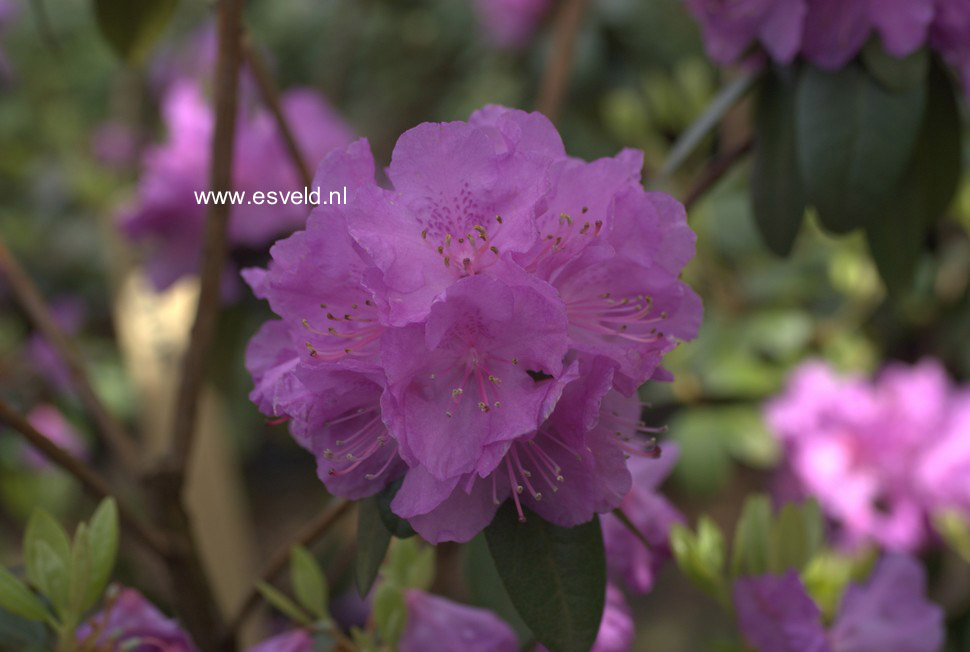 Rhododendron 'P.J. Mezitt'