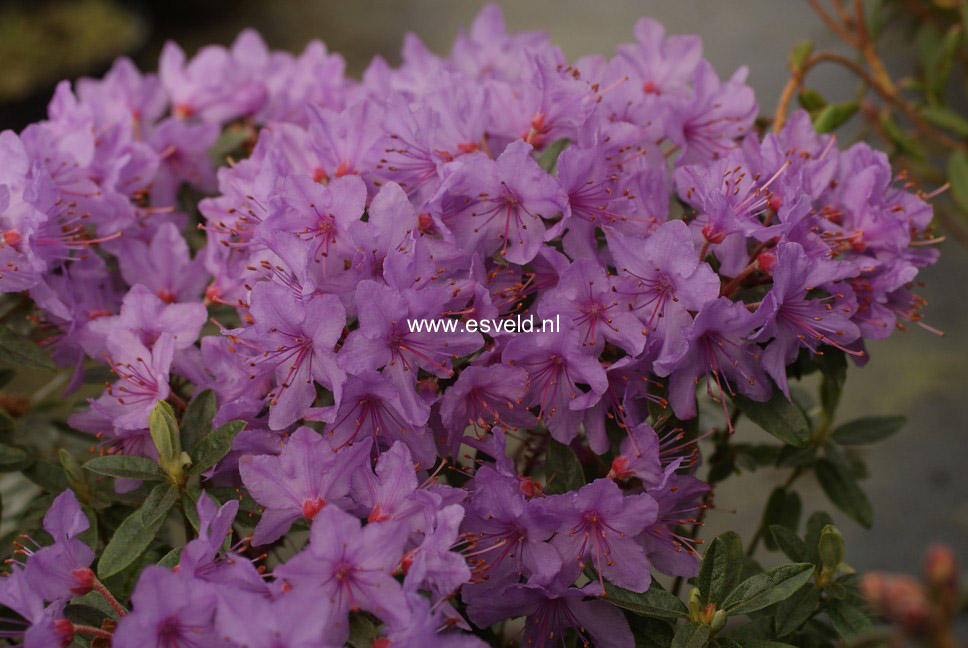 Rhododendron hippophaeoides 'Fimbriatum'