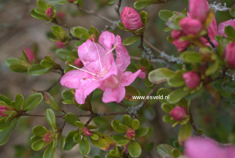 Azalea 'Cascade'