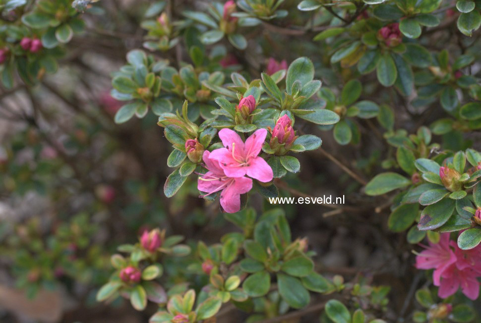 Azalea 'Hinode no taka'