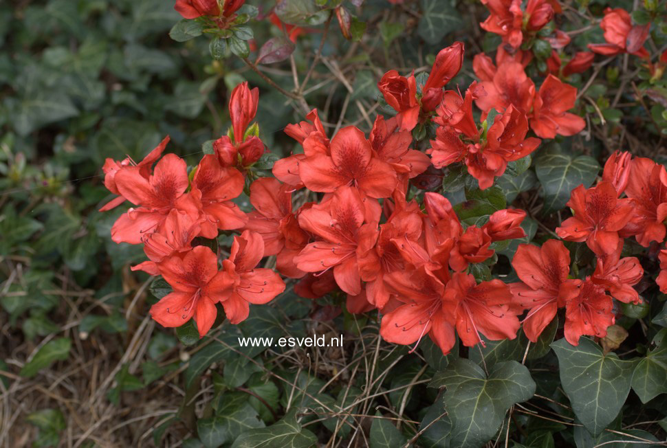 Azalea 'Silvia's Joy'