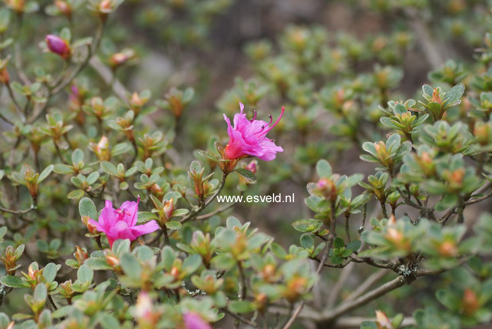 Azalea 'Amoena Leonardslee'