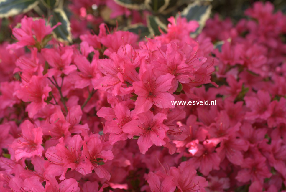 Azalea 'Aladdin'