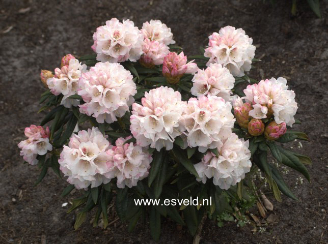 Rhododendron 'Blewbury'