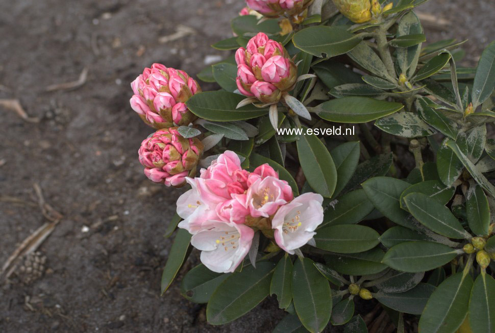 Rhododendron 'Silbervelours'