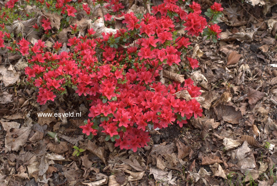 Azalea 'Hino Crimson'